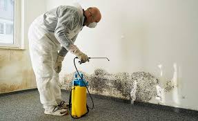 Best Black Mold Removal  in Brookdale, SC